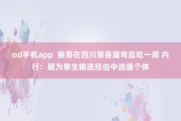 od手机app  猴哥在四川荣县遛弯逛吃一周 内行：疑为孳生输送经由中逃遁个体