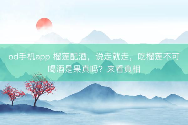 od手机app 榴莲配酒，说走就走，吃榴莲不可喝酒是果真吗？来看真相